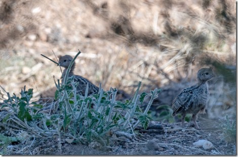 baby quail birds Skull Valley AZ