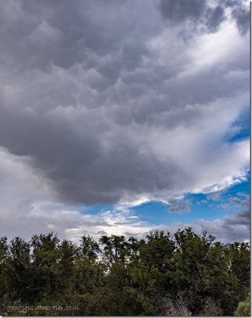 trees mammatus clouds Skull Valley AZ