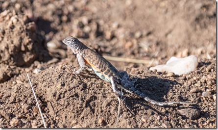 Side-blotched lizard Skull Valley AZ