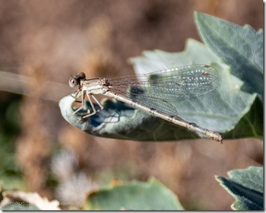 dragon fly on leaf Skull Valley AZ