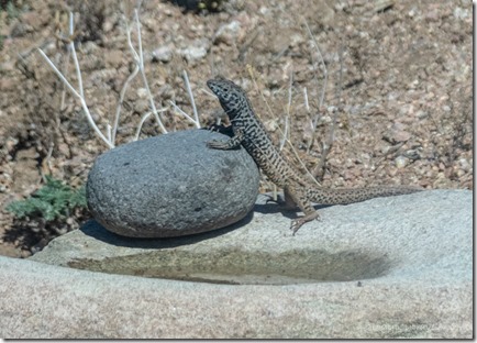 Whiptail lizard on metate Skull Valley AZ