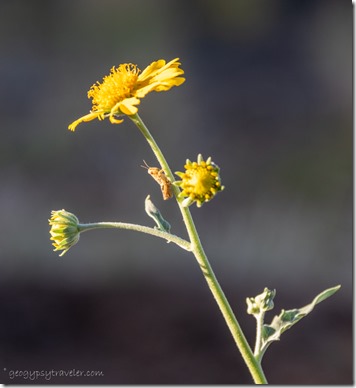tiny grasshopper on yellow Cowpen Daisy flowers Skull Valley AZ