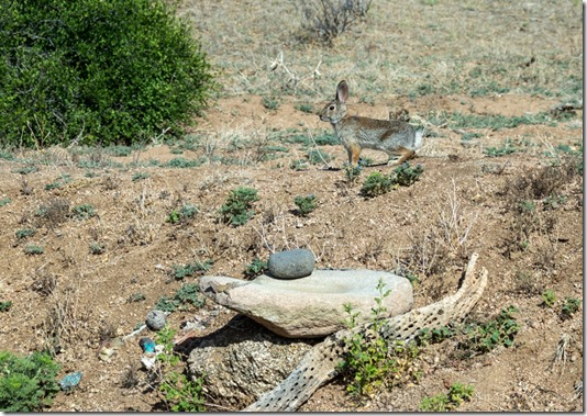 Greater Earless lizard Cottontail rabbit Skull Valley AZ