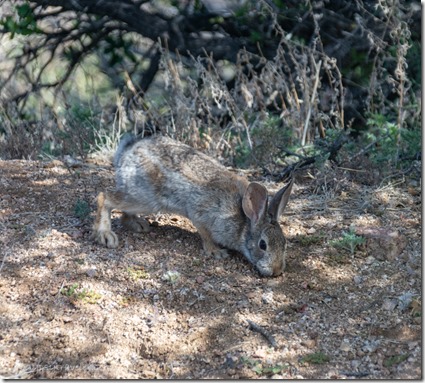 Cottontail rabbit Skull Valley AZ