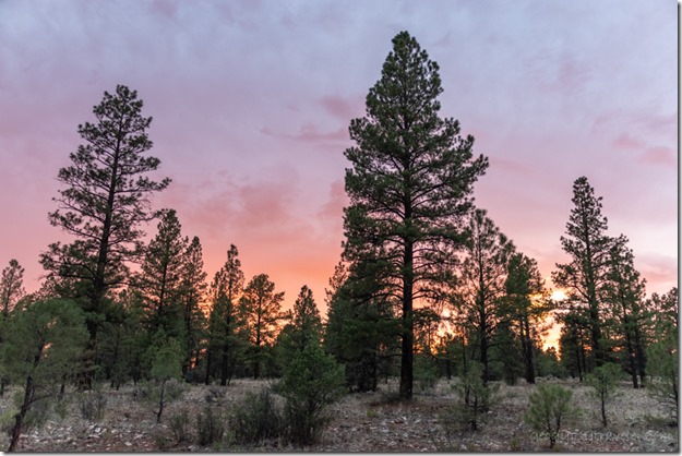 Ponderosa Pines sunset clouds camp4 FR306Q Kaibab National Forest Arizona