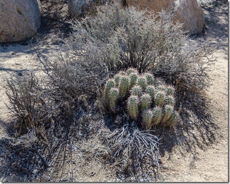 Cactus Hidden Valley Joshua Tree National Park California