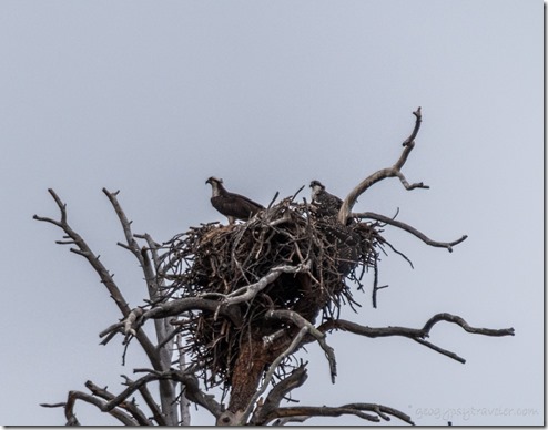 Osprey birds in nest snag SR64 Williams Arizona