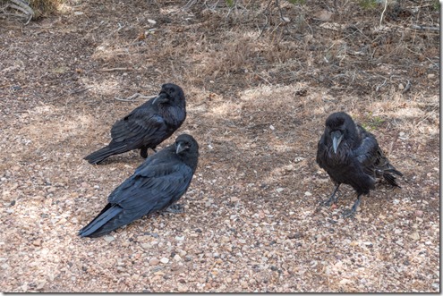 three Ravens Lipan Point South Rim Grand Canyon National Park Arizona