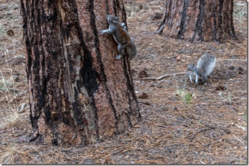 Abert squirrels Kaibab National Forest Arizona