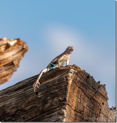 side-blotched lizard on log Skull Valley AZ