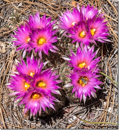 pink Pincushion cactus flowers bee Kaibab National Forest Arizona