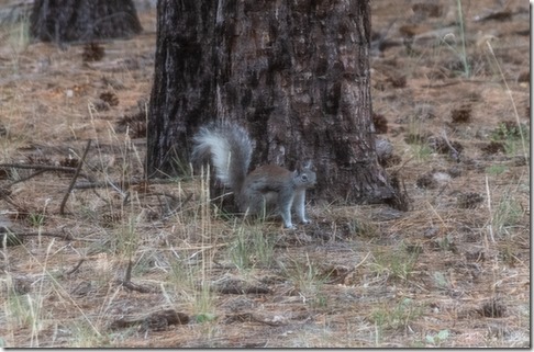 Abert Squirrel Kaibab National Forest Arizona