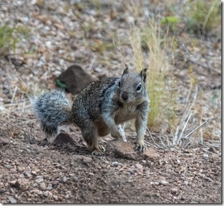 Gray squirrel Skull Valley AZ