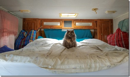 Sierra cat on camper bed Congress AZ