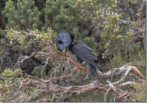 pair Ravens Lipan Point South Rim Grand Canyon National Park Arizona
