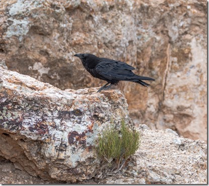 Raven on rock Lipan Point South Rim Grand Canyon National Park Arizona