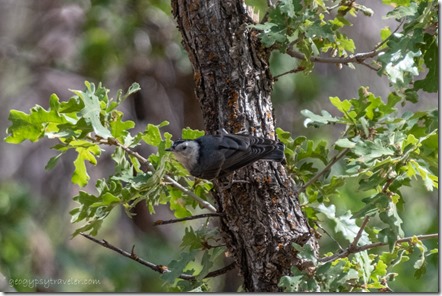 Nuthatch bird Kaibab National Forest Arizona