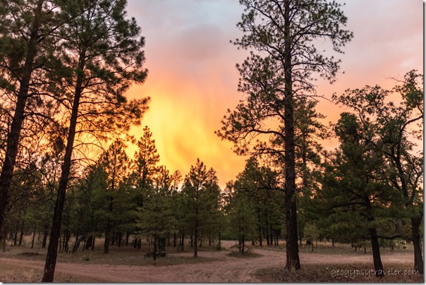 trees sunset from camp Kaibab National Forest Arizona