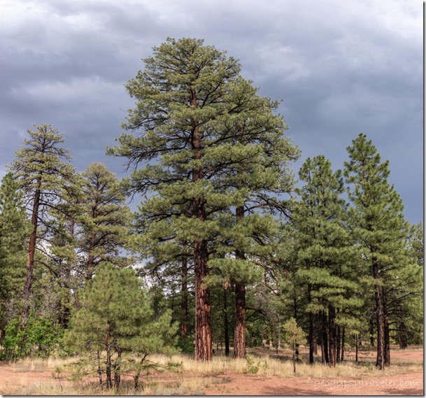 Ponderosa Pine clouds camp3 Kaibab National Forest Arizona
