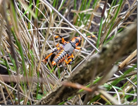 Orange & black grasshopper Drakensburg hike KwaZulu-Natal South Africa