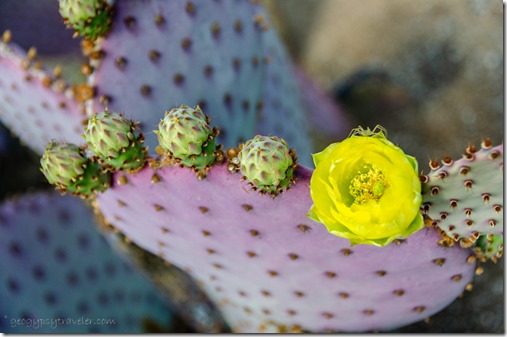 Flowering beavertail cactus Congress AZ