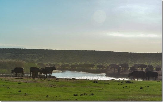 Buffalos at waterhole Addo Elephant NP SA