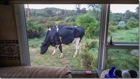 cow thru window Skull Valley AZ