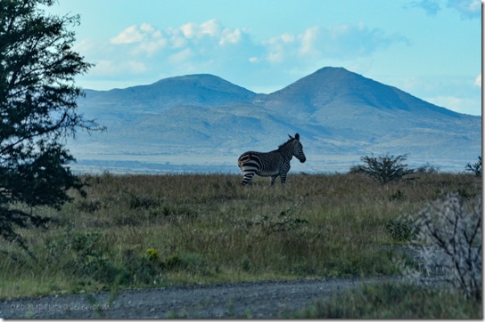 Zebra Mt Zebra NP South Africa