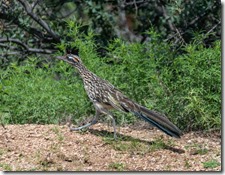 Roadrunner bird Skull Valley AZ