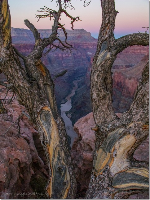 Colorado River thru snag at sunset Tuweep North Rim Grand Canyon National Park Arizona