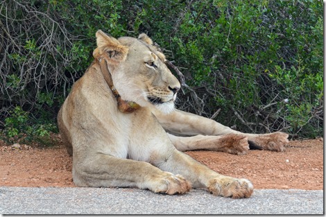 Collared lioness by road Addo Elephant NP South Africa