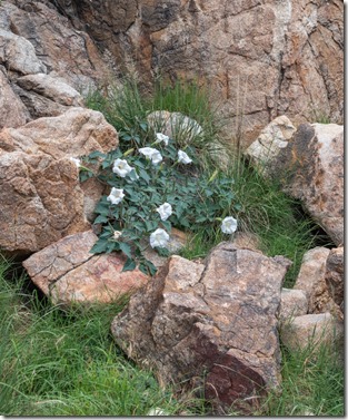 granite Datura flowers Watson Lake Prescott AZ
