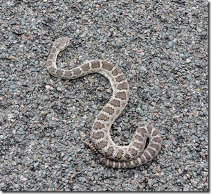dead rattlesnake Ferguson Valley Rd Skull Valley AZ