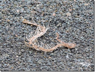rattle snake bones Ferguson Valley Rd Skull Valley AZ