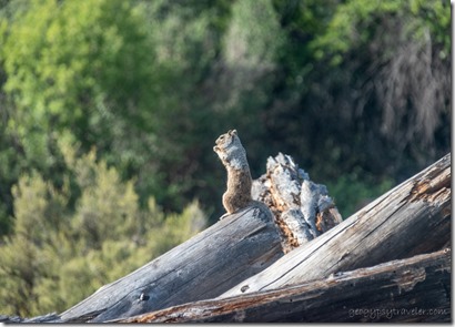 Gray squirrel Skull Valley AZ
