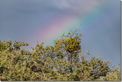 tree rainbow Skull Valley AZ