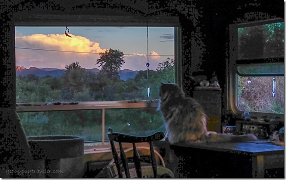 Sierra cat watching sunset Skull Valley AZ
