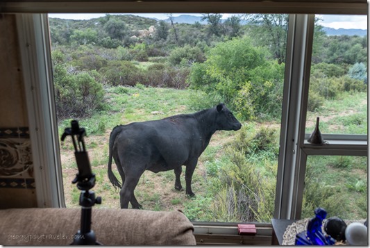 cow thru window E Skull Valley AZ