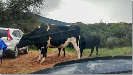 cows in driveway Skull Valley AZ