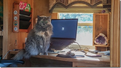Sierra on desk