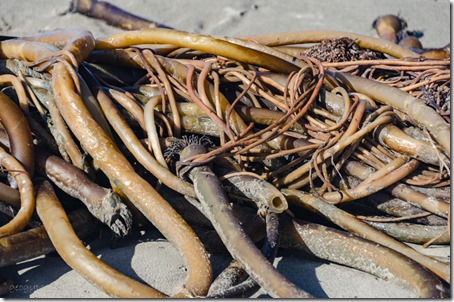 Kelp pile on beach Coquille Point NWR Bandon OR