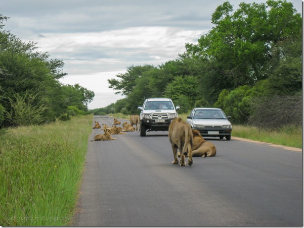 Lions Kruger NP Mpumalanga South Africa