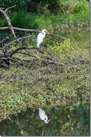 Great White Heron bird I&M canal Channahon IL