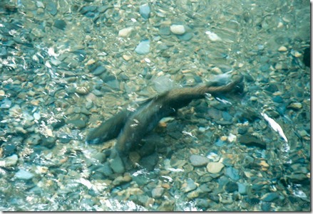 Salmon in Little White Salmon River WA Sept 1996