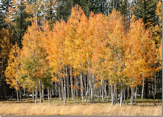 fall Aspen colors Kaibab NF AZ