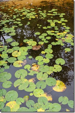 lilypads Brandywine Lake Gobles MI