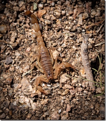 Bark scorpion Skull Valley AZ