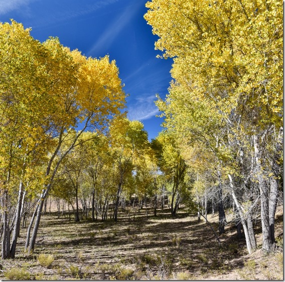 yellow Autumn Cottonwood trees Skull Valley AZ