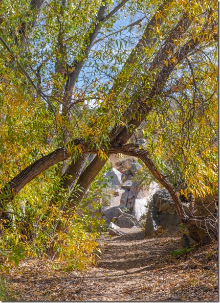 tree arch trl Fain Lake Pk Prescott Valley AZ