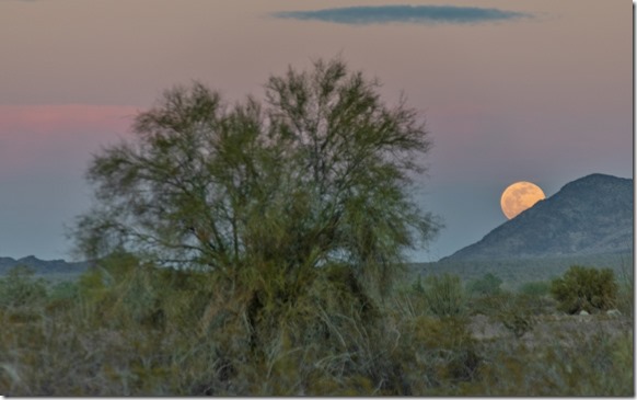 Palo Verde tree desert Kofa Mts full moon rise Earth Shadow BLM Palm Canyon Rd Kofa NWR AZ